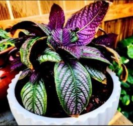 Beautiful Ornamental Plant 🪴