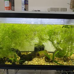 Aquarium Plants