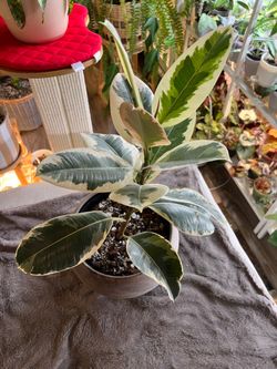 Ficus elastica ‘Tineke’