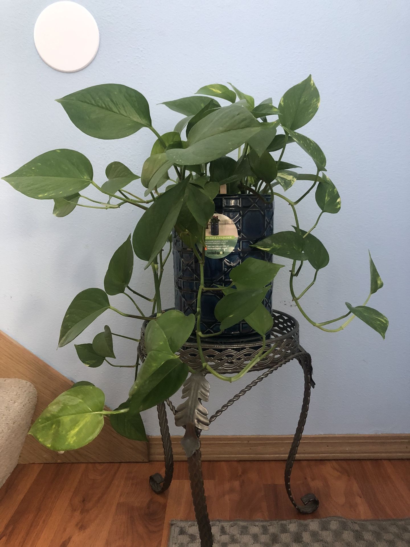 ❤️🍃 Pothos Life Healthy Plant  🍃❤️