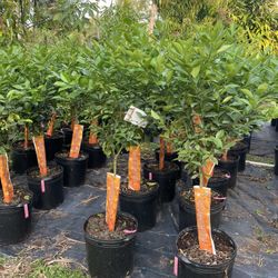 Calamodin Tree/ Mandarin 