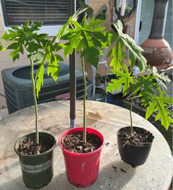 3  Papaya plants