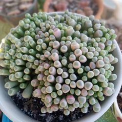 Fenestraria rhopalophylla 