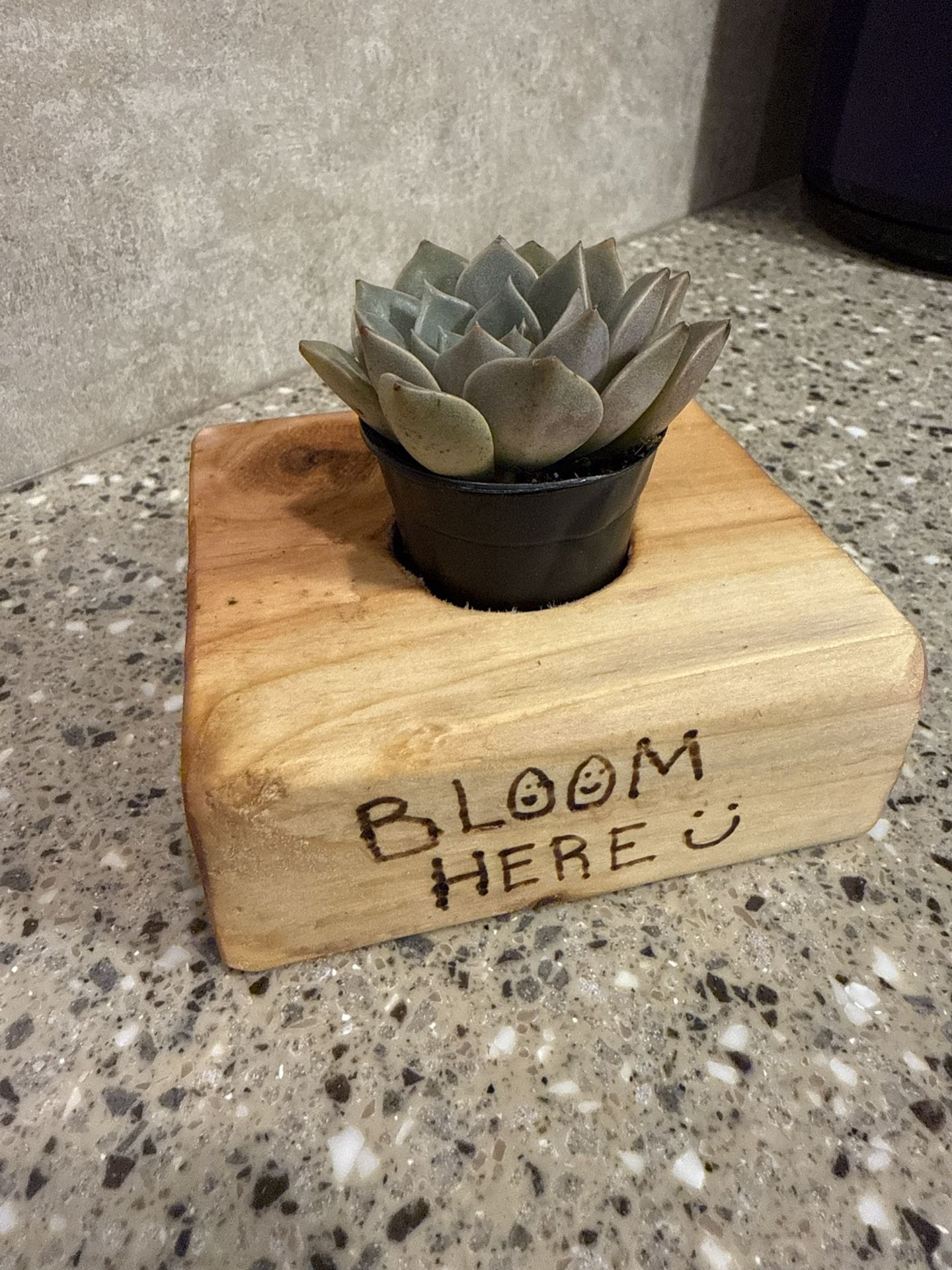 Mini Plant With Wooden Stand