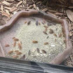 Assorted Powder Isopods