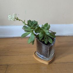 Succulents And Aloe