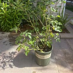 Rose Bush Sultry Sangria 