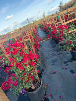 Bougainvillea Trellis Flower Red