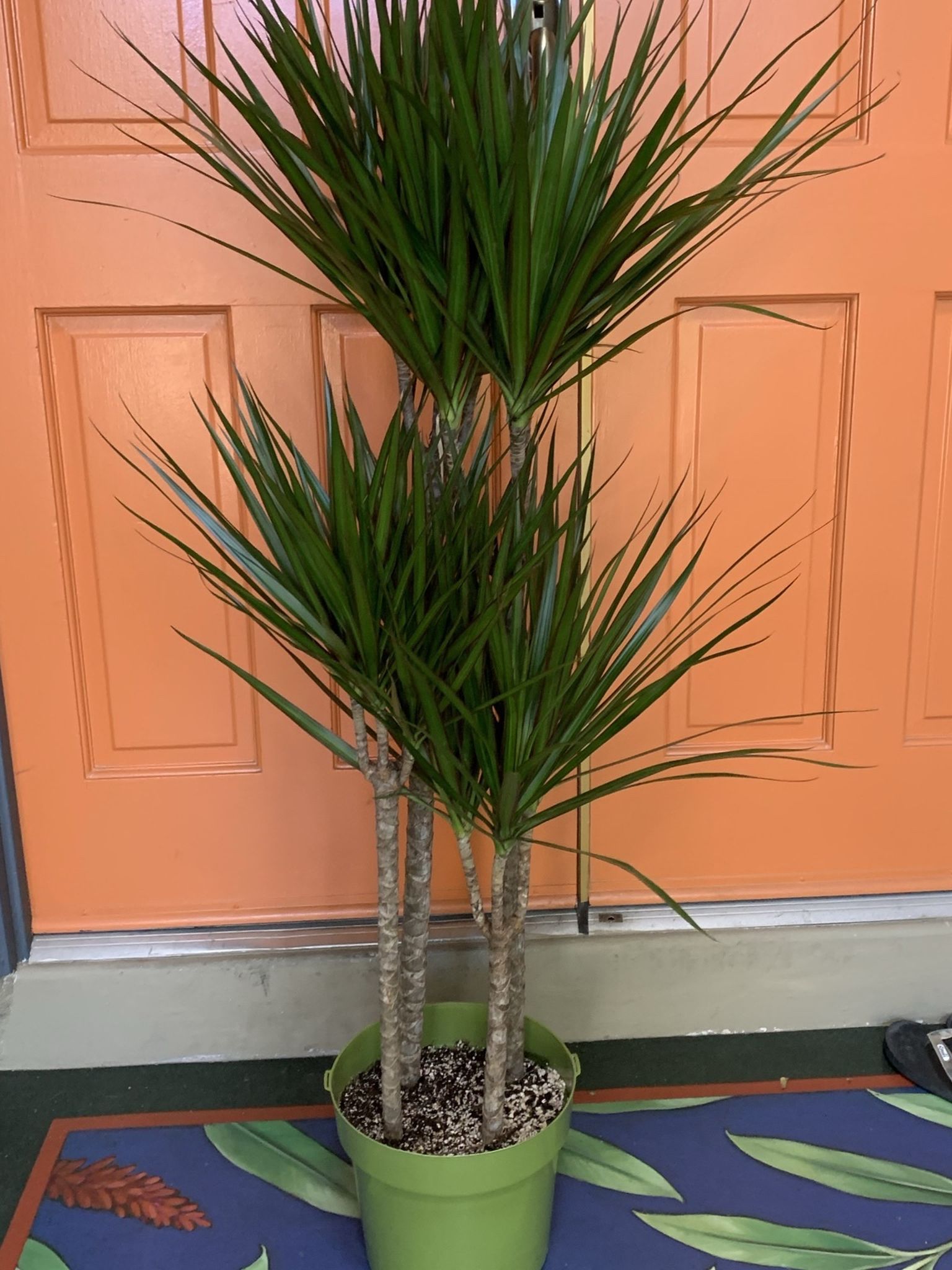 Dracaena Marginata House Plant