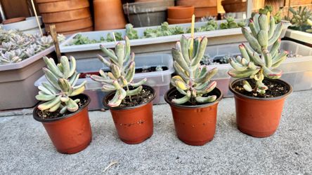 Cotyledon long leaf variegated in 4” pot