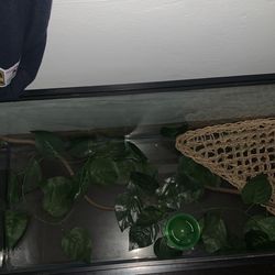 Big Lizard Tank “NO TOP “