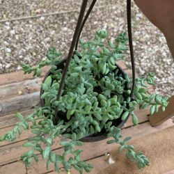 Burros Tail Hanging Basket 