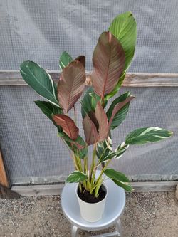 Calathea white fusion Plant 6" Nursery Pot