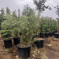 Olive Tree