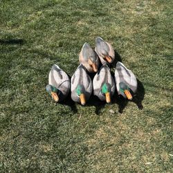 6 Magnum Mallard Duck Decoys 