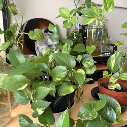 Pothos Cuttings 