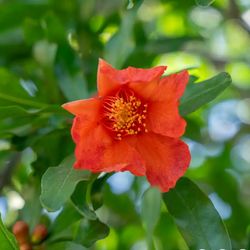 Pomegranate Tree(15gallon)