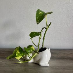 Plant 🌱 Golden Pothos