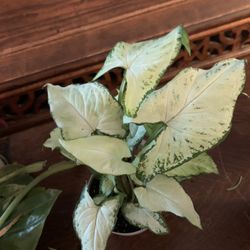 Holy Arrowhead Plant!! $12 Obo!! 