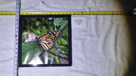 "Monarch Butterfly" Art