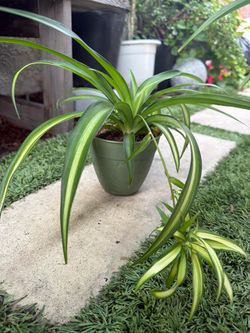 Spider plant