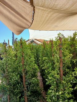 Ficus trees