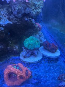 Reef tank decor neon green bowerbanki coral