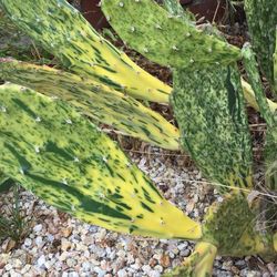 Sunburst Cv. Opuntia Cactus Plant Rare
