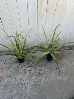 Aloe  Vera  Plant 🪴