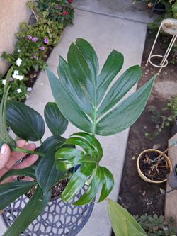 Rhaphidophora Decursiva "Dragon Tail " Plant