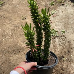 6in Pot Eve’s Needles Cactus Plant 
