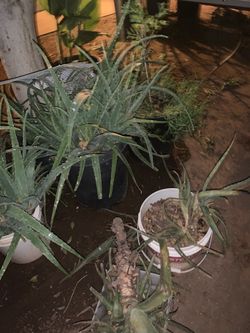 Aloe Vera Amor De Un Rato Cana Lily Moss Rose plants