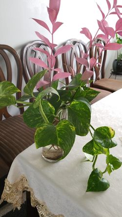 epipremnum aureum money plant