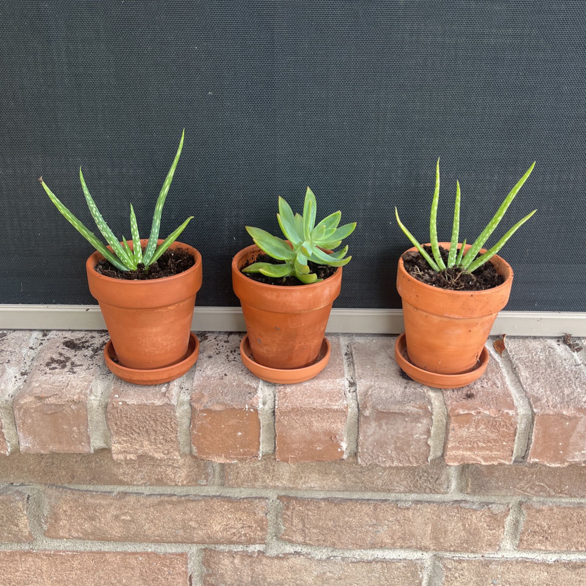 3 Succulent Cacti Plants - 4 Inch Pots 