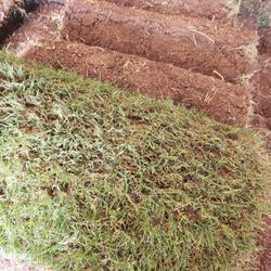Grass Sod For Sale
