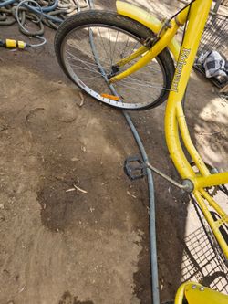 Adult Tricycle