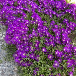 5 cuttings of Creeping Ice Plant Purple Ground Cover RARE Cactus Succulent
