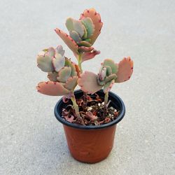 Succulents plants 🪴