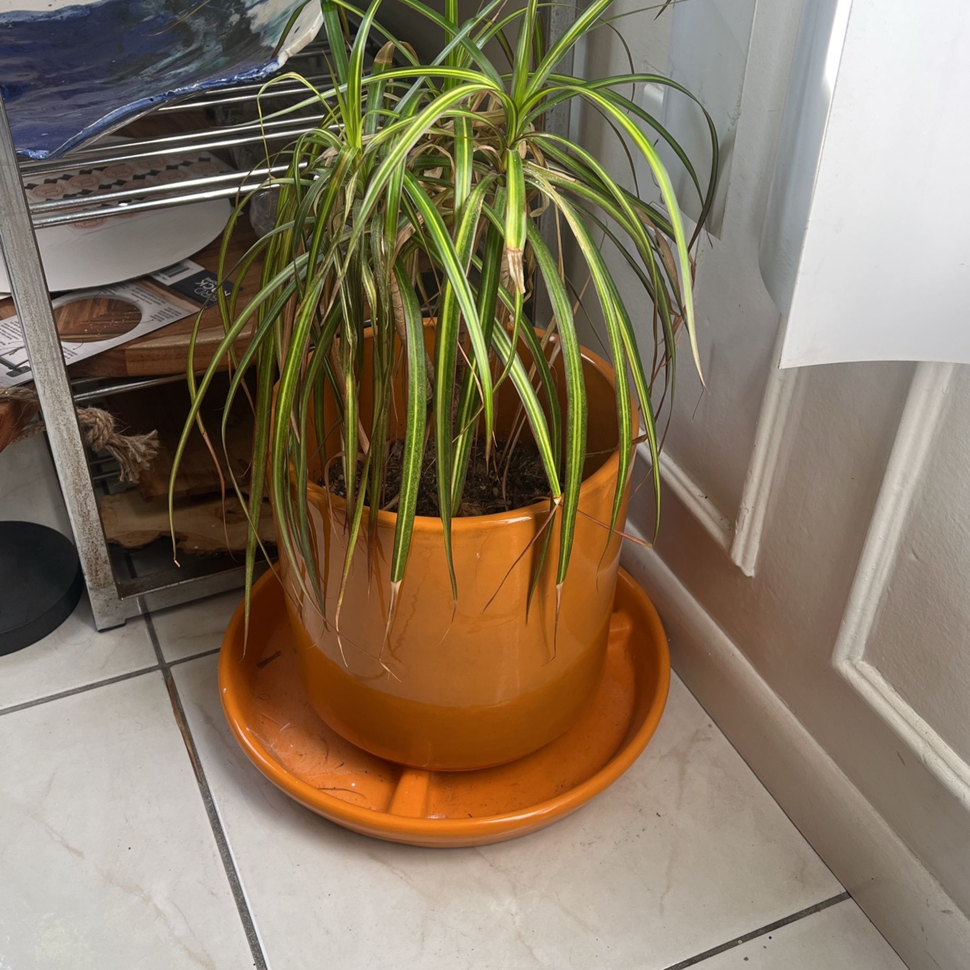 plants