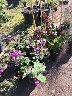 5g purple bougainvillea $20 each