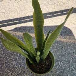 Snake Plant