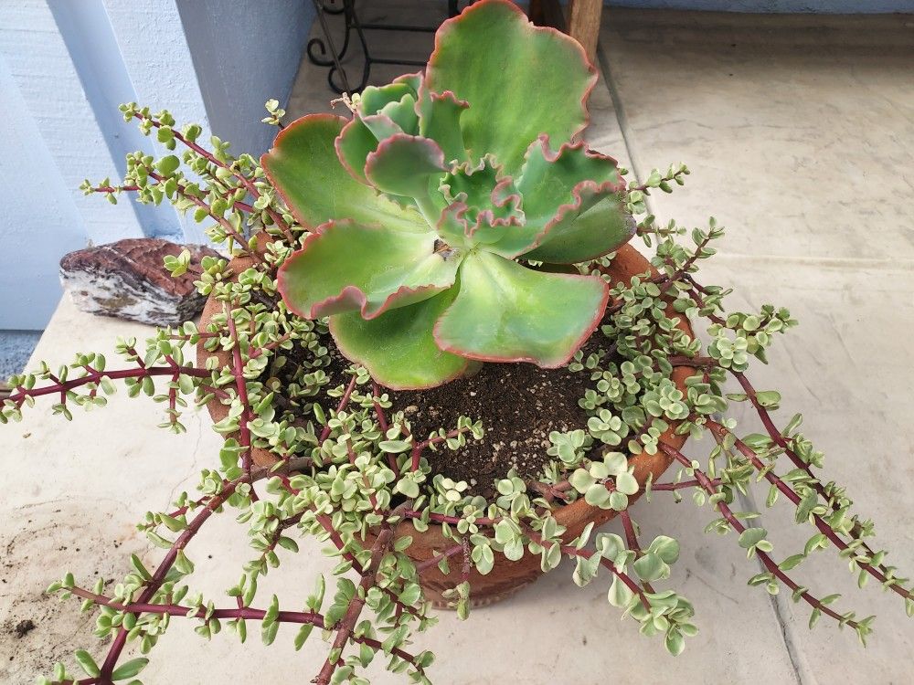 Variegated Succulents In Terracotta Pot