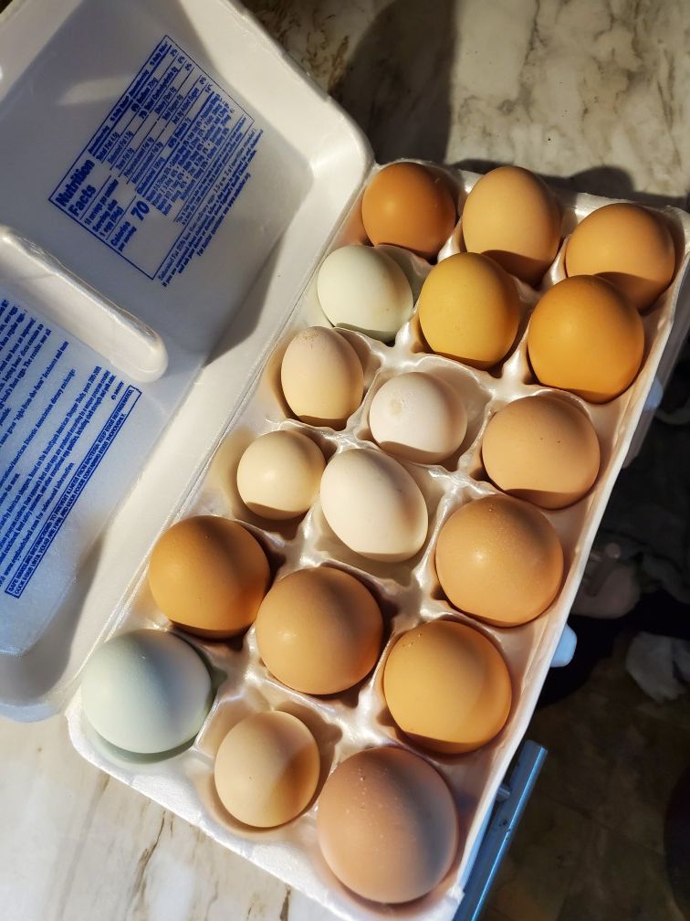 Fresh eggs