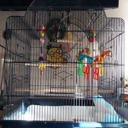 Pineapple Cheek Conure