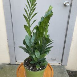 ZZ House Plant 6” Pot
