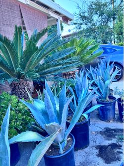 Magueyes