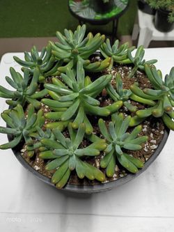 Sedum pachyphyllum, also known as Baby's Fingers or God's Fingers, is a succulent of the genus Sedum native to Mexico. It is a creeping succulent that