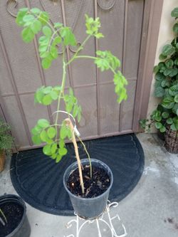 árbol de moringa