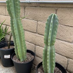 Peruvian Apple Cactus