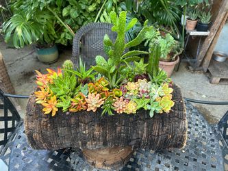 Cactus 🌵 y succulents en Tronko Arrangements succulents